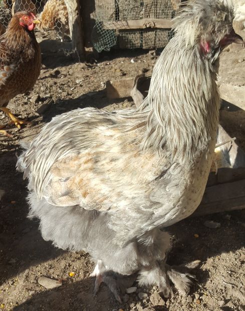  - A- Moțată Românească - 2019-2020