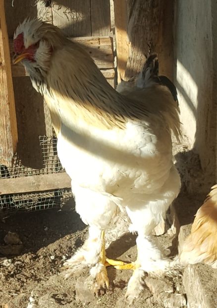  - A- Moțată Românească - 2019-2020