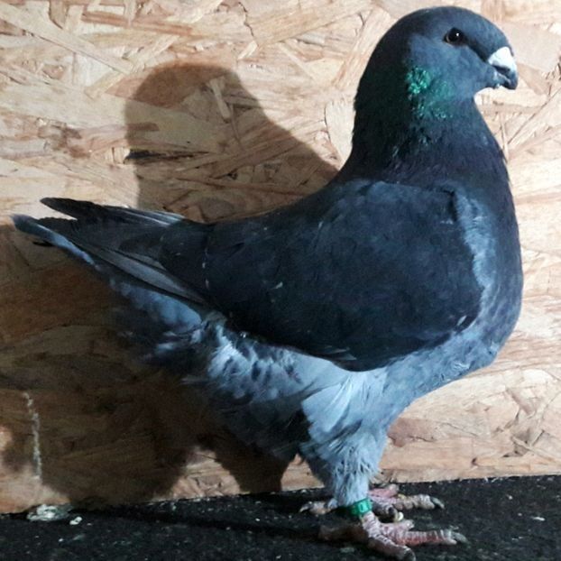  - 3---AGH DAȚI 2019 - 2025