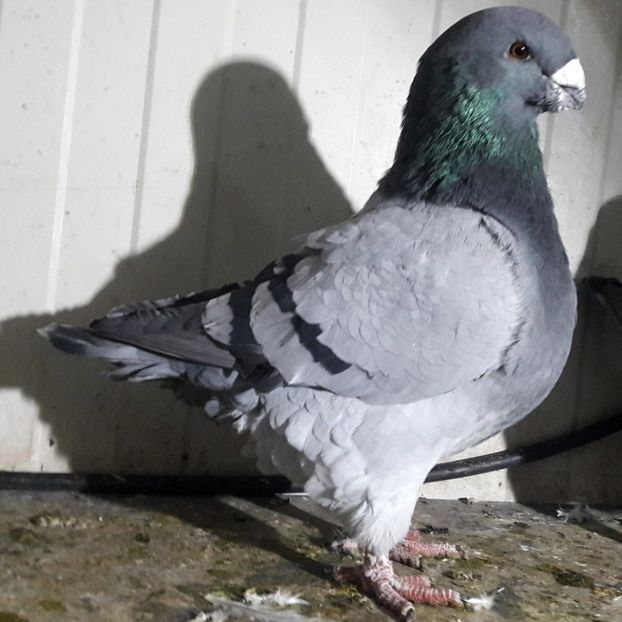  - 3---AGH DAȚI 2019 - 2025