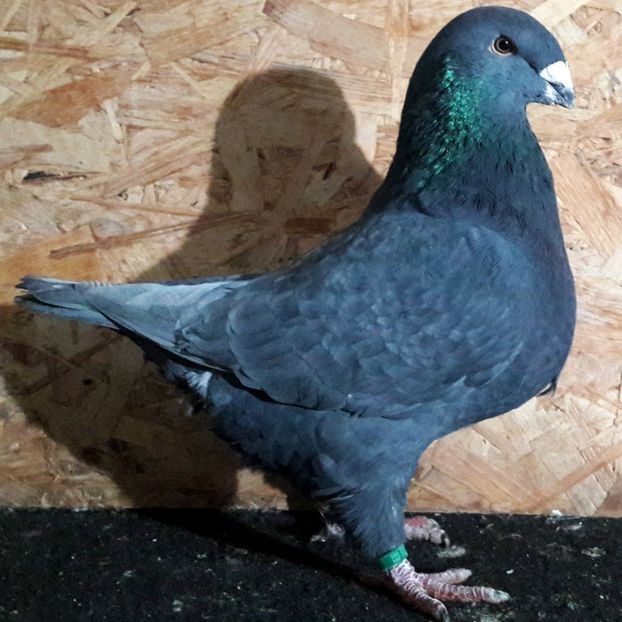  - 3---AGH DAȚI 2019 - 2025