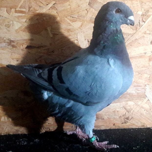  - 3---AGH DAȚI 2019 - 2025