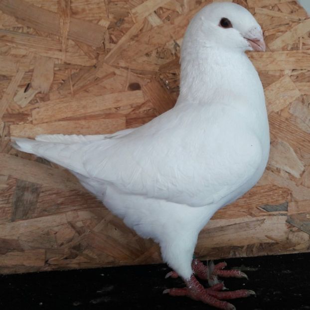  - 3---AGH DAȚI 2019 - 2025