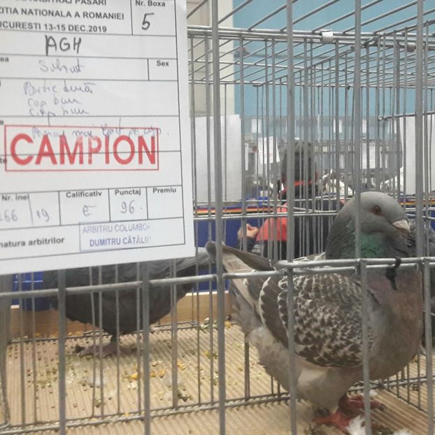  - 3---AGH DAȚI 2019 - 2025