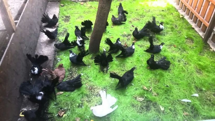 2019-12-16 01.30.01 - Negrii trenati de Bucuresti 2019