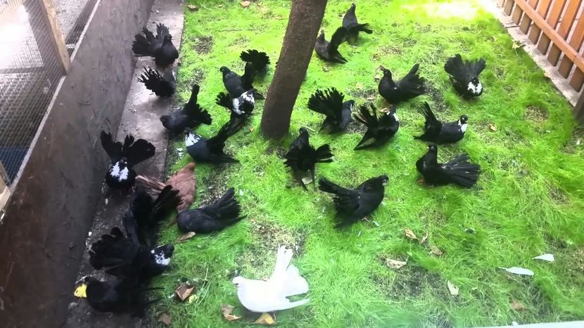 2019-12-16 01.30.32 - Negrii trenati de Bucuresti 2019