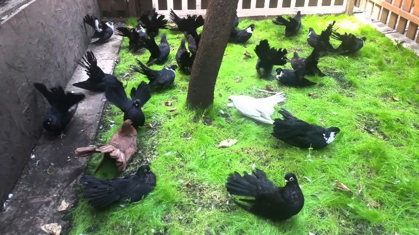 2019-12-16 01.30.16 - Negrii trenati de Bucuresti 2019