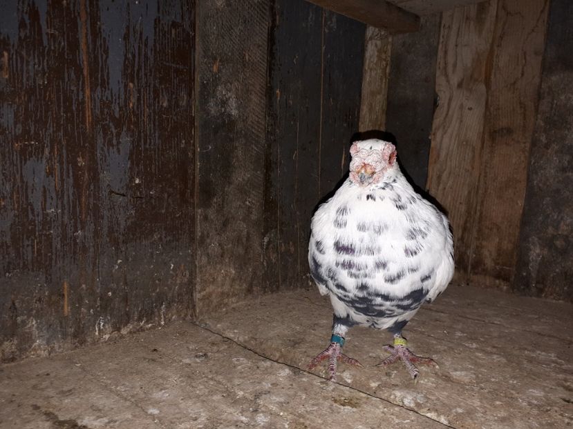  - I2 _ carunculați _ noiembrie 2019