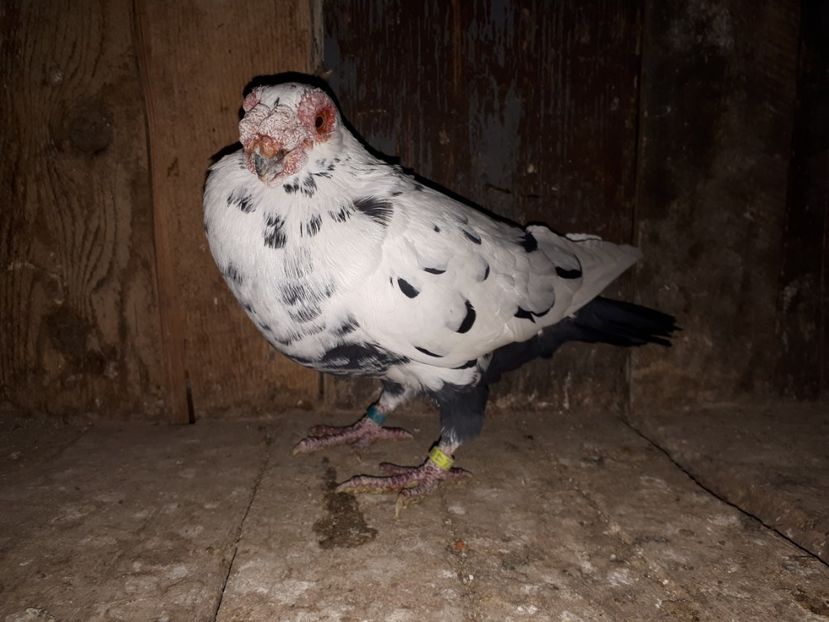  - I2 _ carunculați _ noiembrie 2019