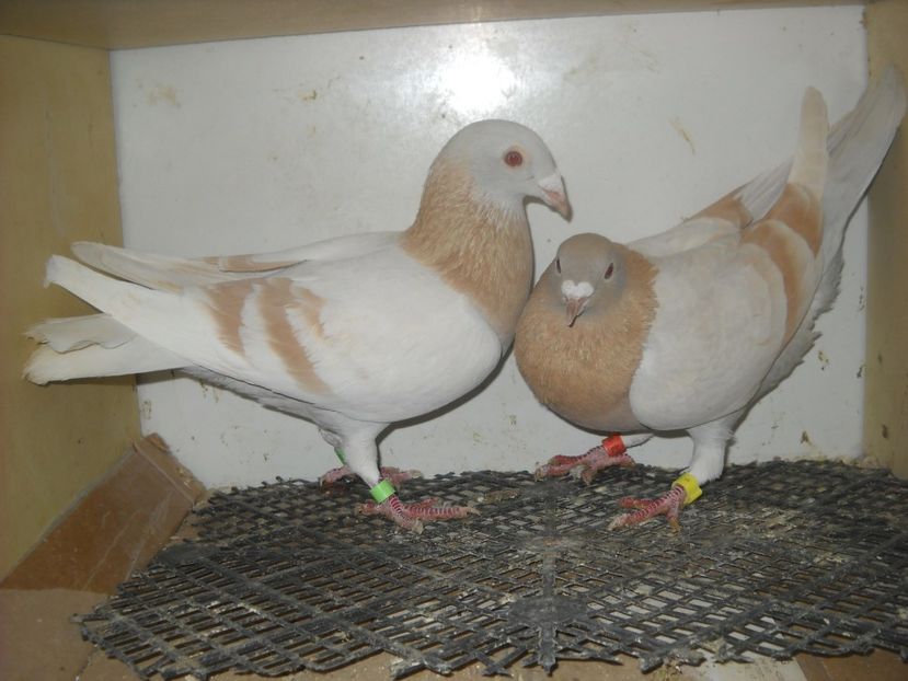  - UNDEVA IN SUCEAVA arhiva