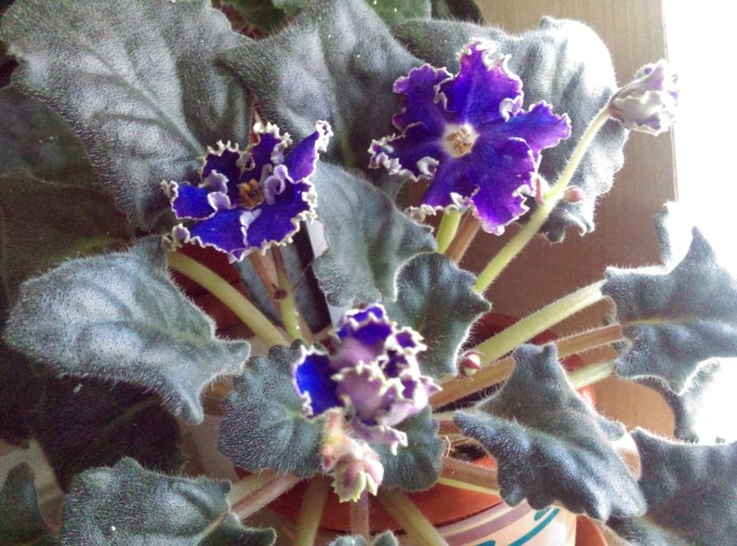  - RS Morskoe Chudo de la Ninutza