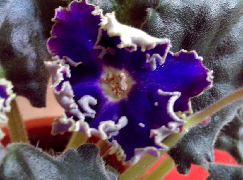  - RS Morskoe Chudo de la Ninutza