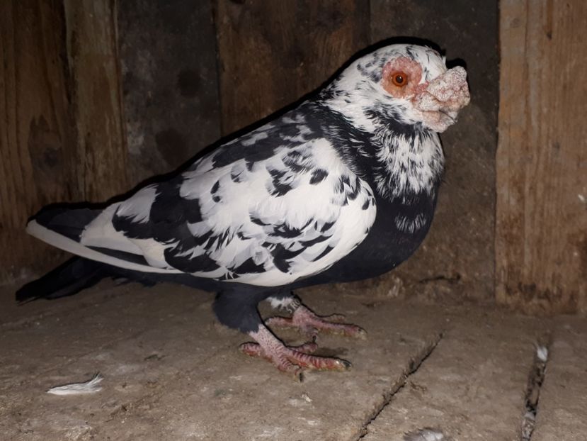  - I2 _ carunculați _ noiembrie 2019