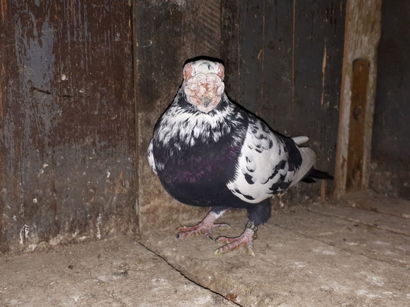  - I2 _ carunculați _ noiembrie 2019