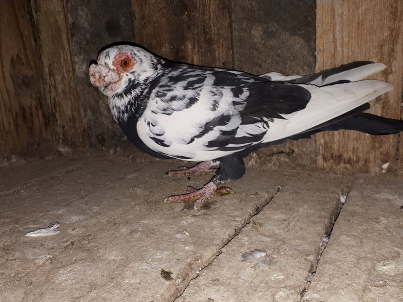  - I2 _ carunculați _ noiembrie 2019