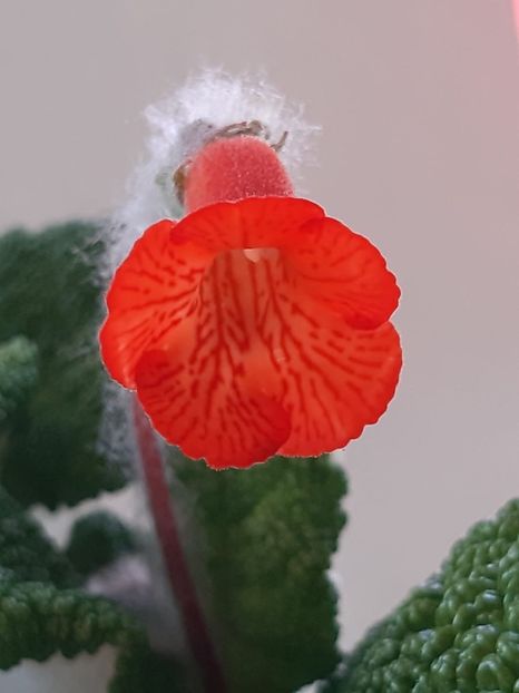 Sinningia ”Bullata“ - Achimenes și kohleria 2019