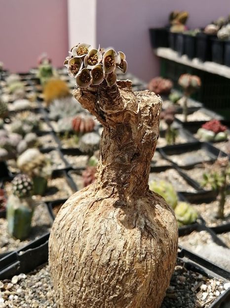 Euphorbia subapoda - Whish list pentru viata urmatoare1