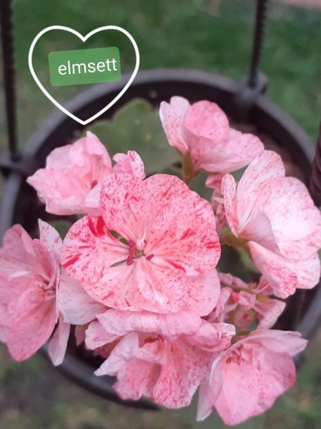  - Mușcate zonale deosebite