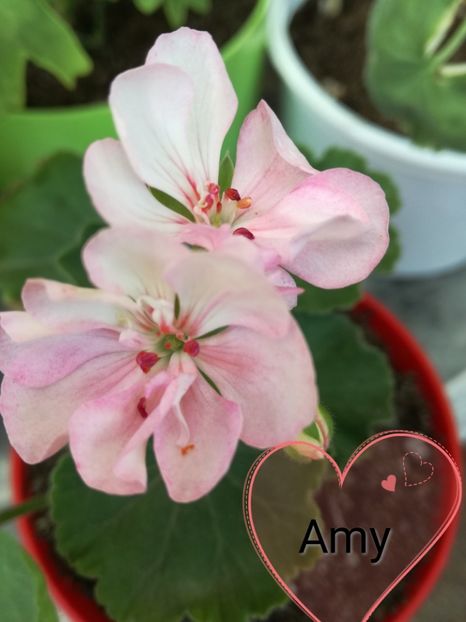  - Mușcate zonale deosebite