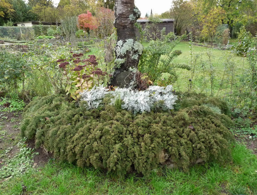 Dupa flor! - 00_Sub cires