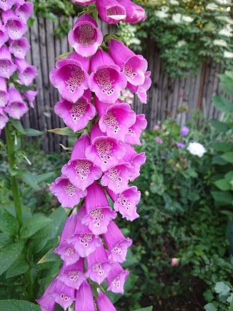  - Noutăți în grădina mea 2019