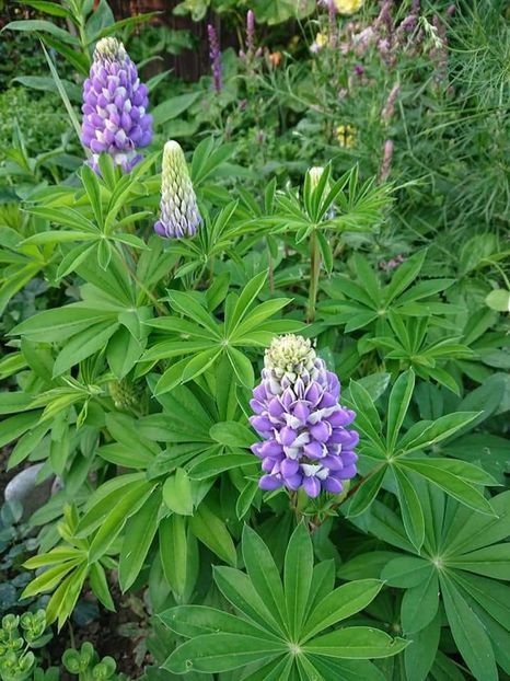  - Noutăți în grădina mea 2019