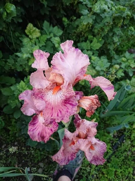  - Noutăți în grădina mea 2019