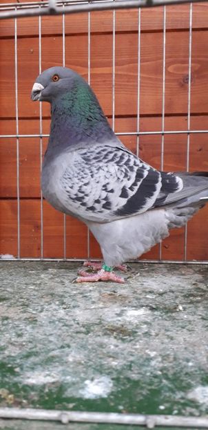 M 2019   94p - Expozitia nationala 2019 Bucuresti