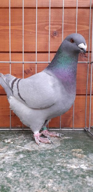 F 2019  94p - Expozitia nationala 2019 Bucuresti