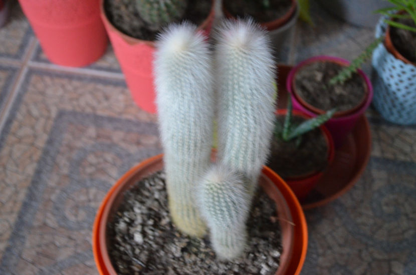  - suculente si cactusi