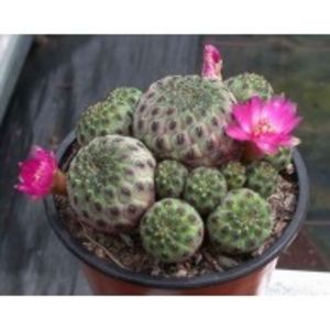 de pe internet - rebutia rauschii-2019
