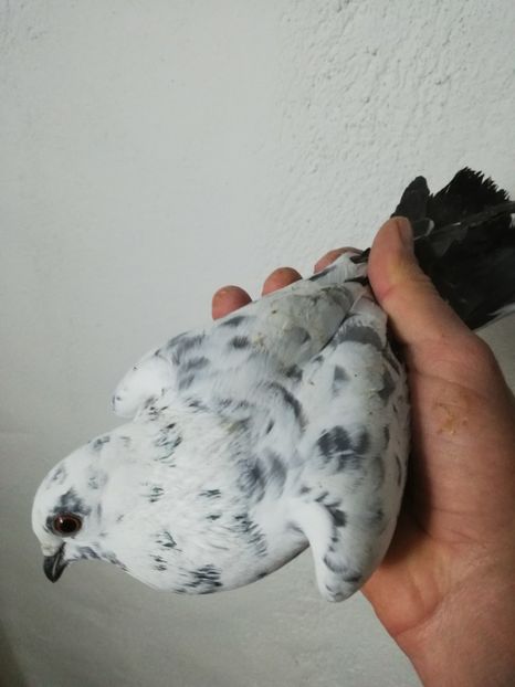  - Achiziții 6 Decembrie 2019