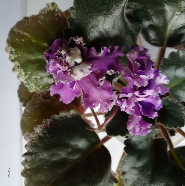  - LE-Parizhskie Tainy