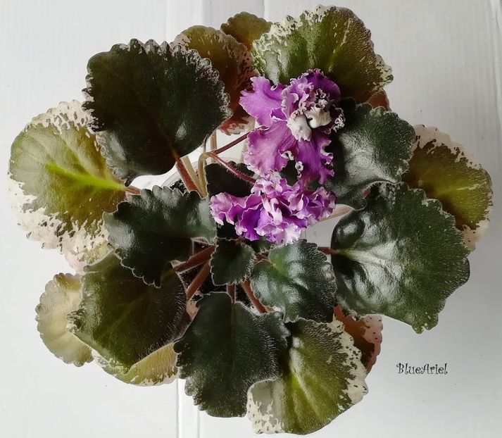  - LE-Parizhskie Tainy