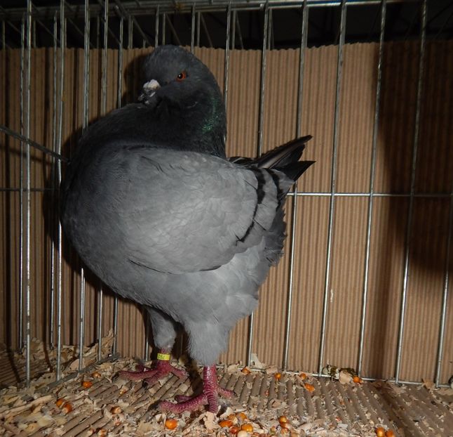  - King Club Romania 2019