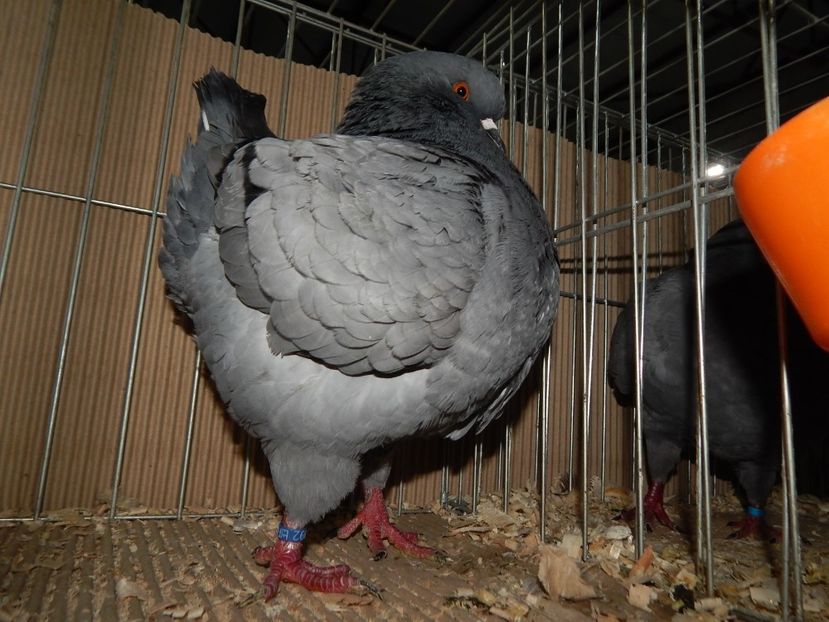  - King Club Romania 2019