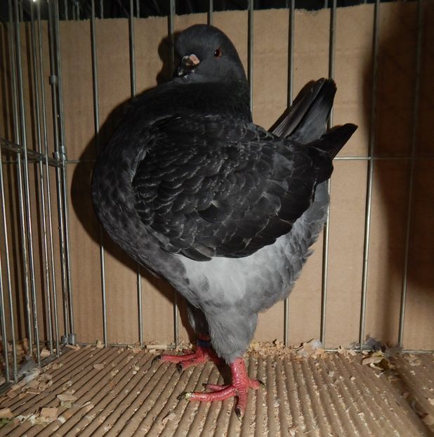  - King Club Romania 2019