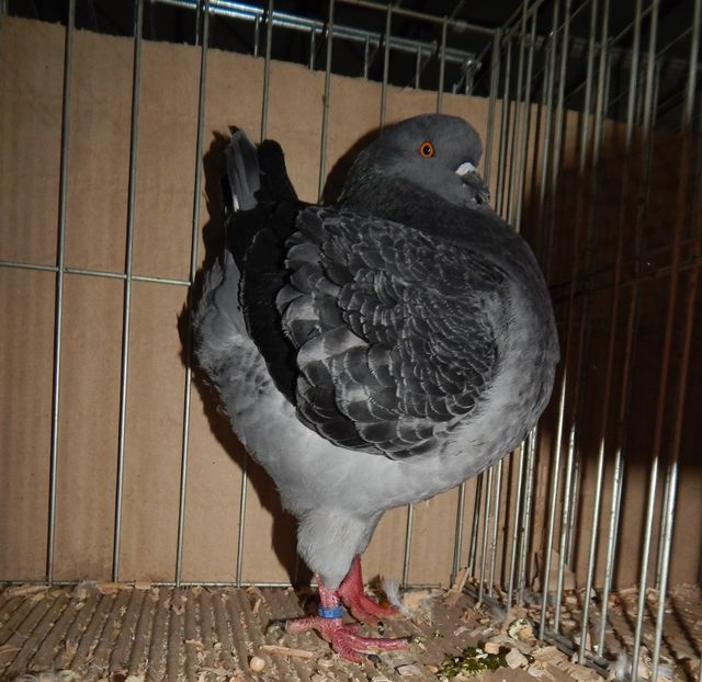  - King Club Romania 2019