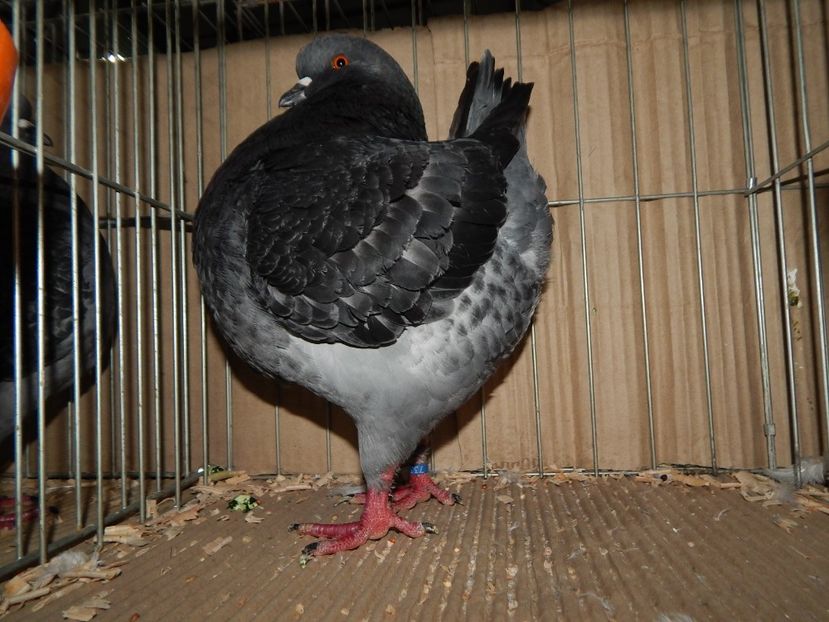  - King Club Romania 2019