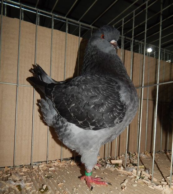  - King Club Romania 2019