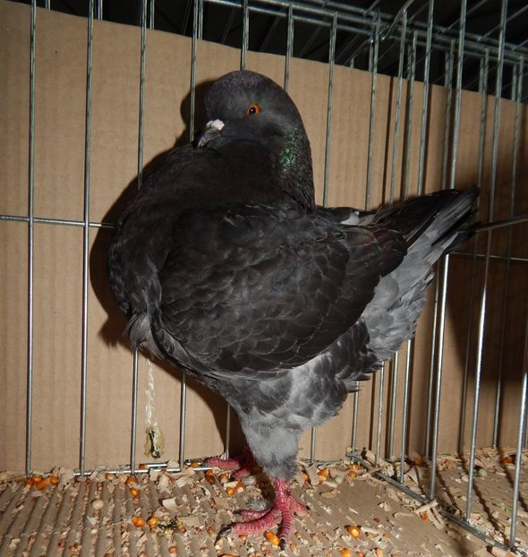  - King Club Romania 2019