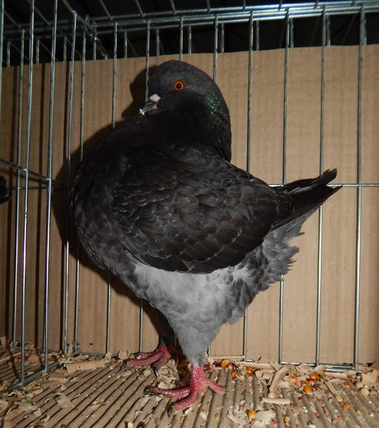  - King Club Romania 2019