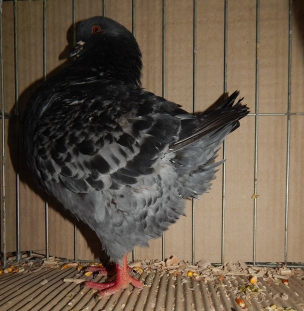  - King Club Romania 2019