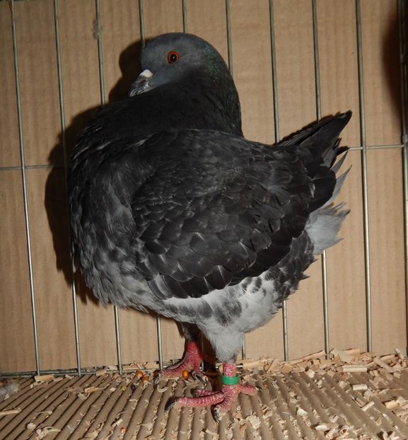  - King Club Romania 2019