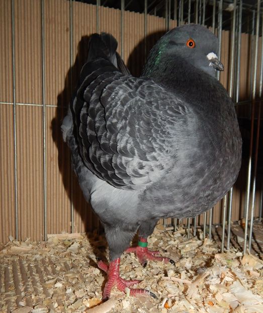  - King Club Romania 2019