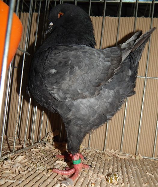  - King Club Romania 2019