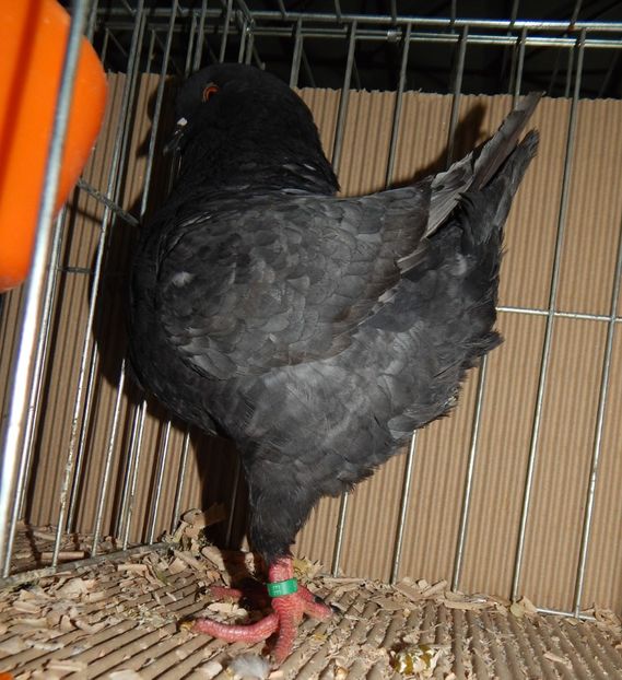  - King Club Romania 2019