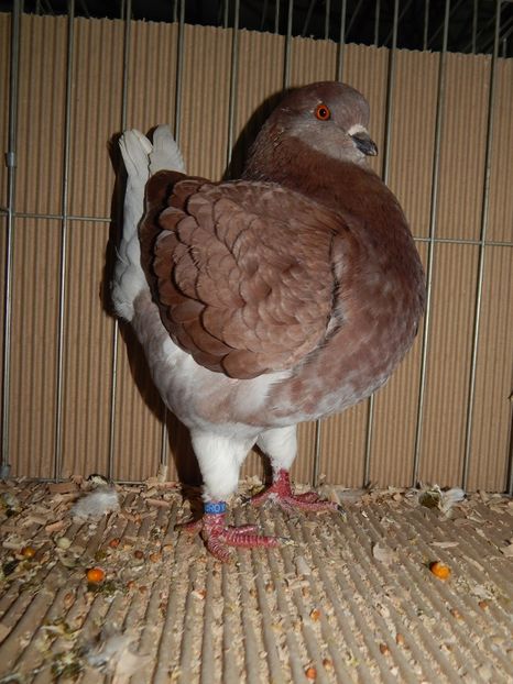  - King Club Romania 2019