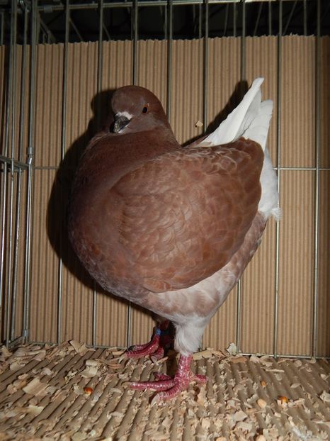  - King Club Romania 2019