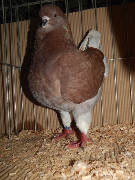  - King Club Romania 2019